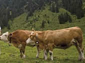 gay Bergwandern in der Wildschönau - der Käser mit dem Käselaib und die entspannten Kühe