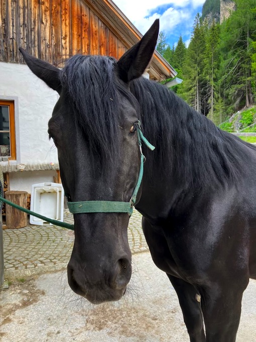 Norika-Pferd, Urlaub in den Tauern, Alpen